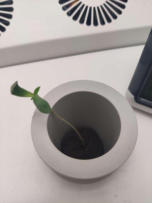 Misty. Week 0 - Day 8