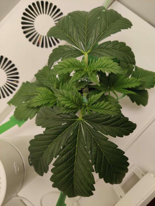 Helena. Week 3 - Day 5