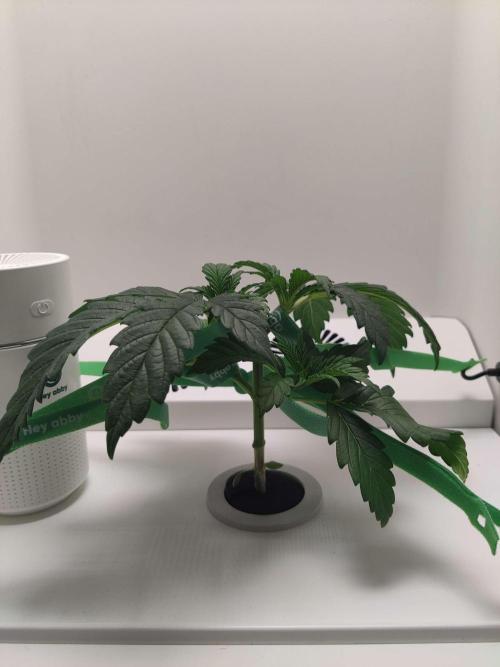 Helena. Week 3 - Day 5