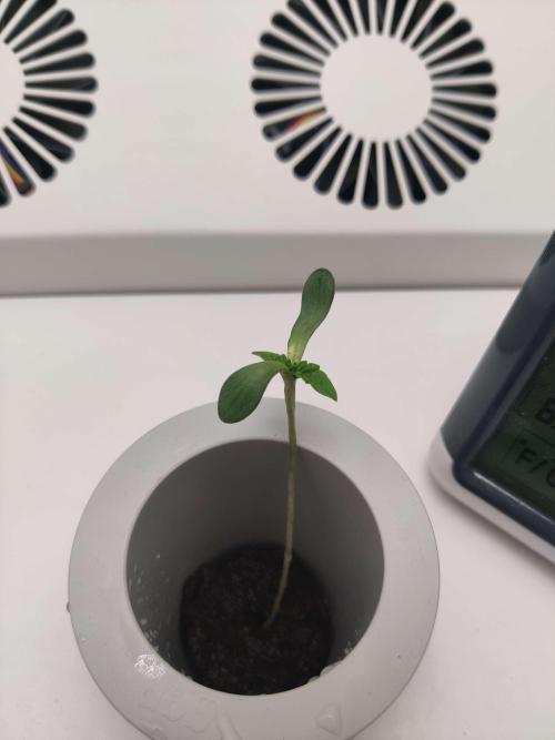 Misty. Week 0 - Day 9