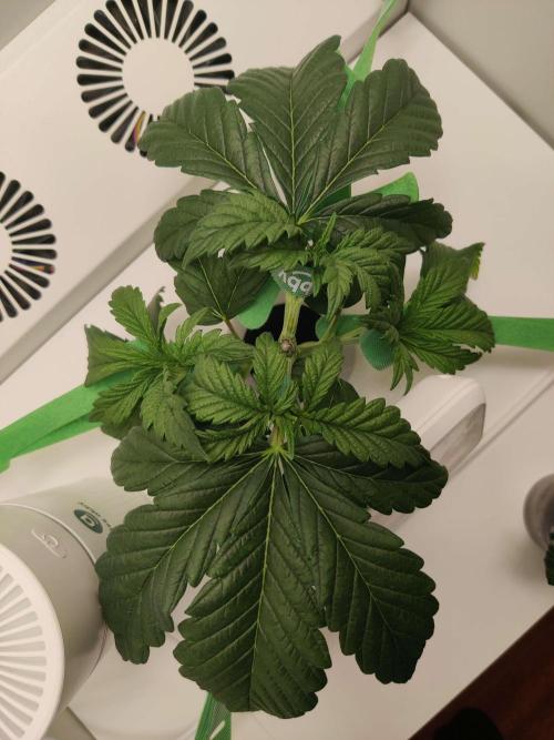 Helena. Week 3 - Day 6