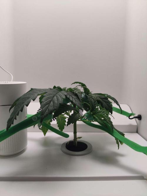 Helena. Week 3 - Day 6