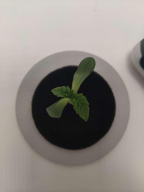 Misty. Week 1 - Day 2