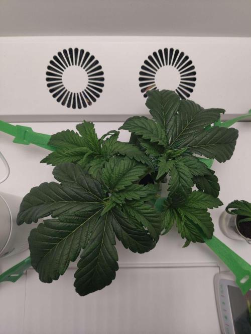 Helena. Week 3 - Day 7