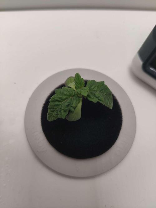 Misty. Week 1 - Day 6