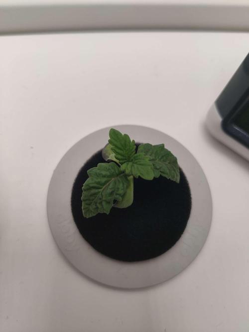 Misty. Week 1 - Day 7
