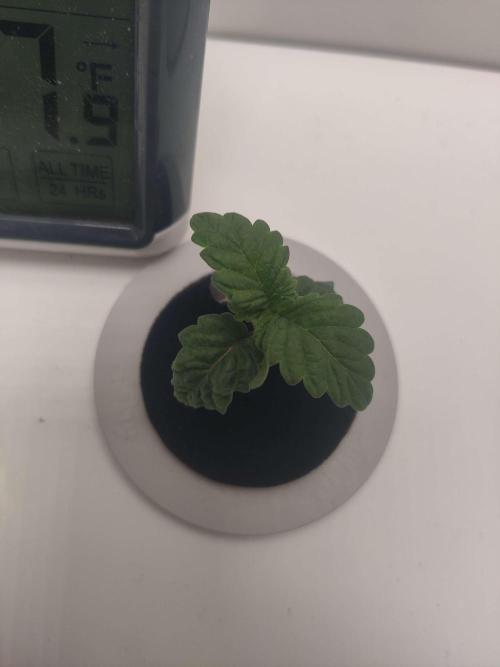 Misty. Week 2 - Day 2