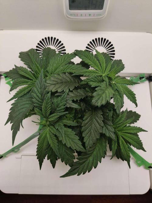 Helena. Week 4 - Day 7
