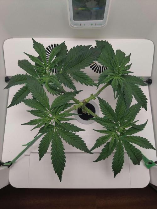 Helena. Week 5 - Day 2