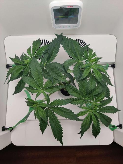Helena. Week 5 - Day 3