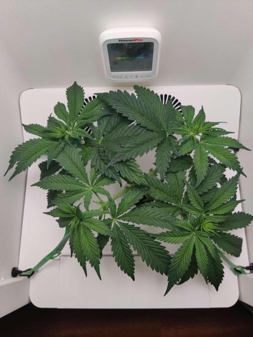 Helena. Week 5 - Day 4
