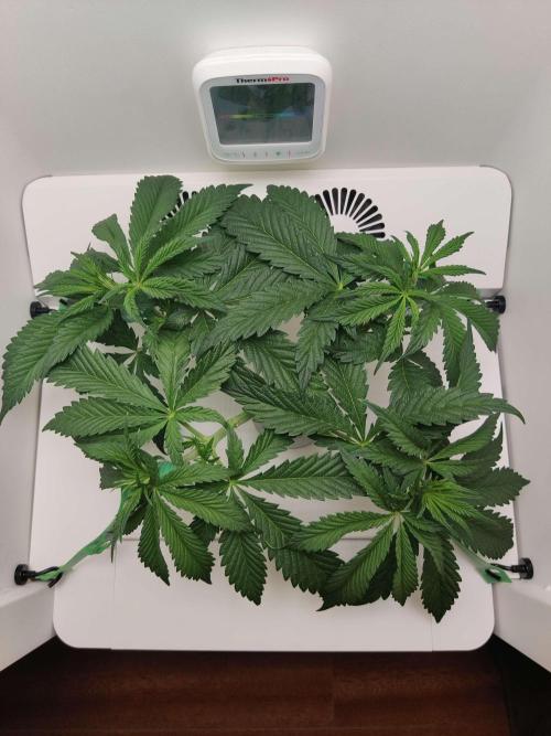 Helena. Week 5 - Day 5