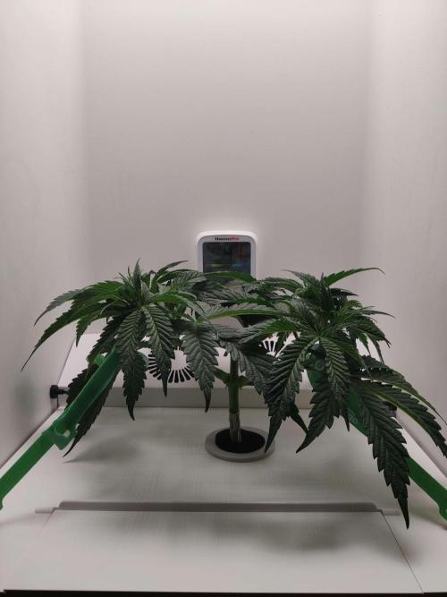 Helena. Week 5 - Day 5