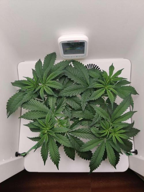 Helena. Week 5 - Day 6