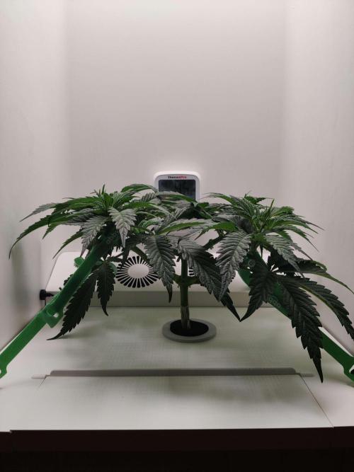 Helena. Week 5 - Day 6