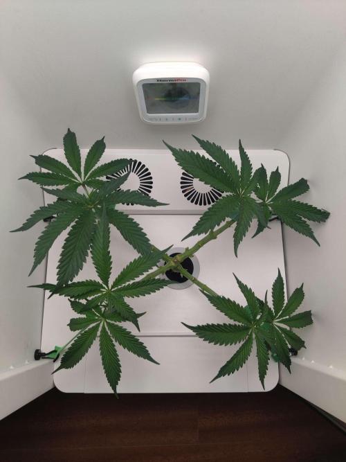 Helena. Week 6 - Day 2