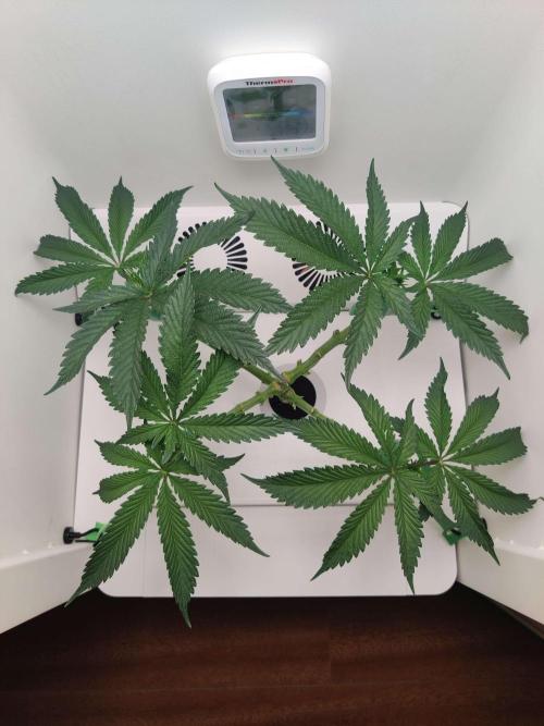 Helena. Week 6 - Day 3