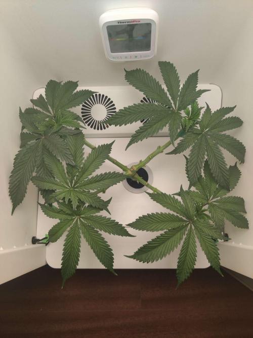 Helena. Week 6 - Day 4