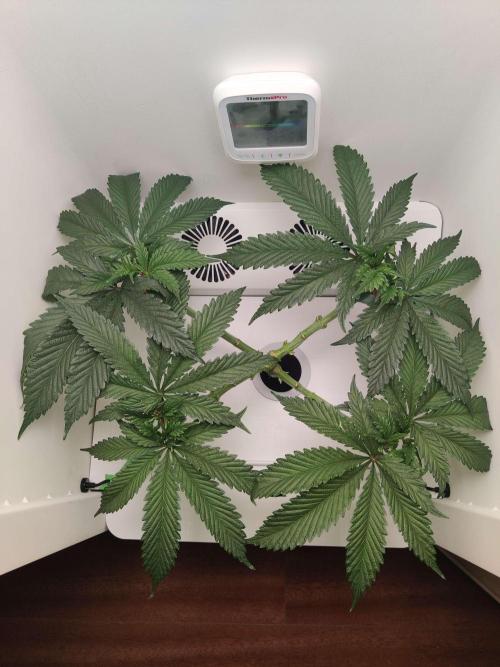 Helena. Week 6 - Day 5