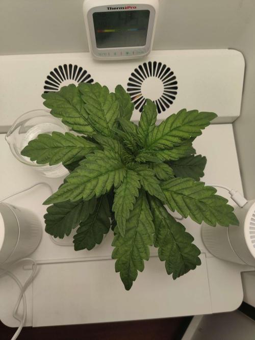 Misty. Week 4 - Day 1