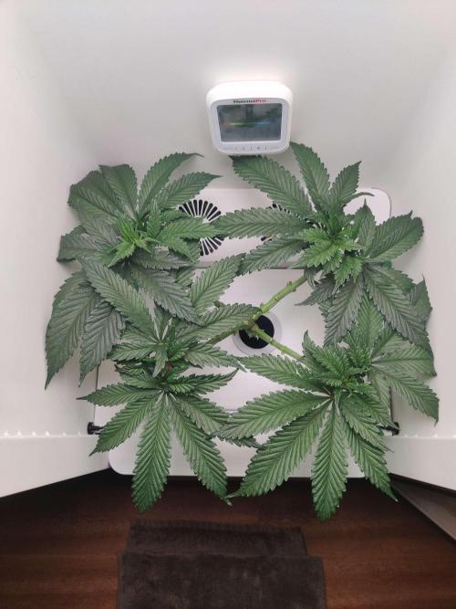 Helena. Week 6 - Day 6