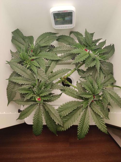 Helena. Week 6 - Day 7