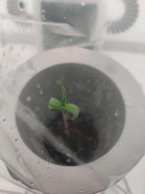Olivia. Week 0 - Day 8