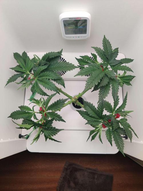 Helena. Week 7 - Day 1