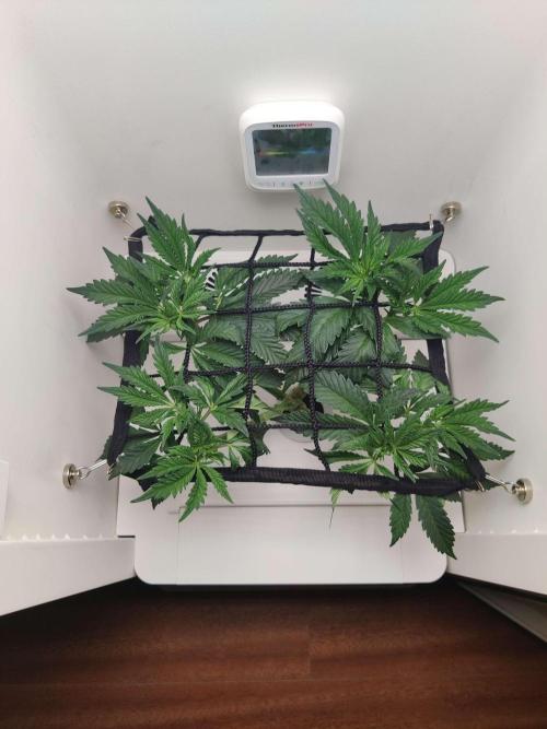 Helena. Week 7 - Day 2