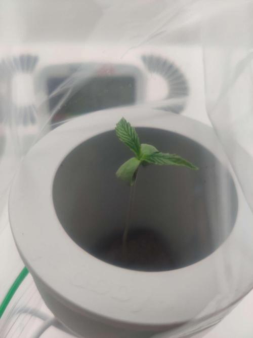 Olivia. Week 0 - Day 10