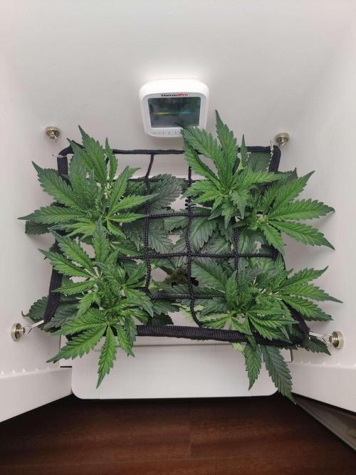 Helena. Week 7 - Day 3