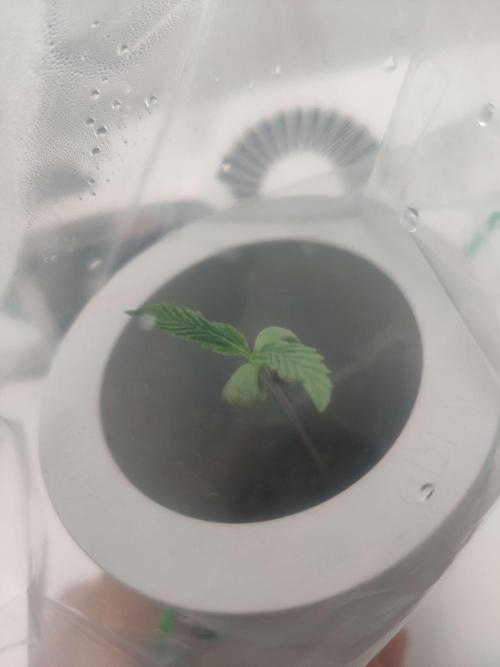 Olivia. Week 0 - Day 11