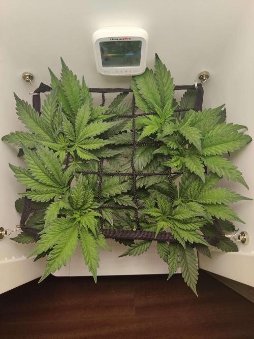 Helena. Week 7 - Day 4