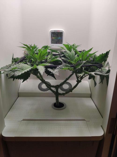 Helena. Week 7 - Day 5
