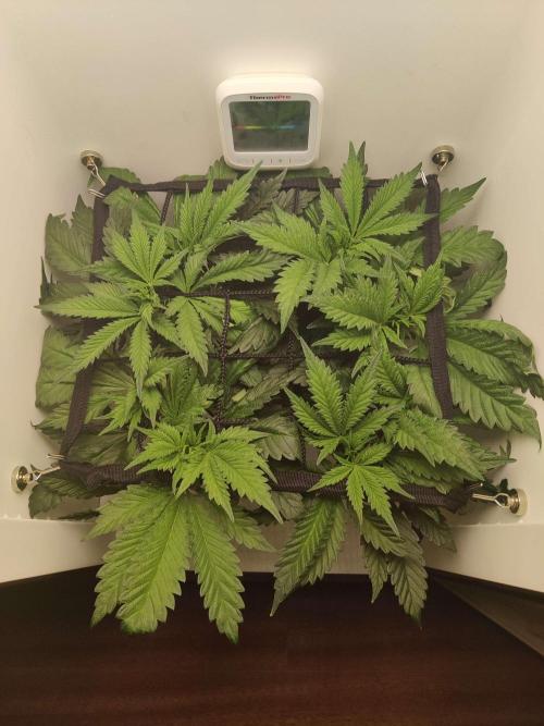 Helena. Week 7 - Day 6