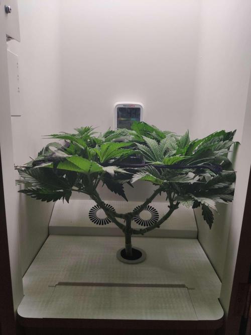 Helena. Week 7 - Day 6