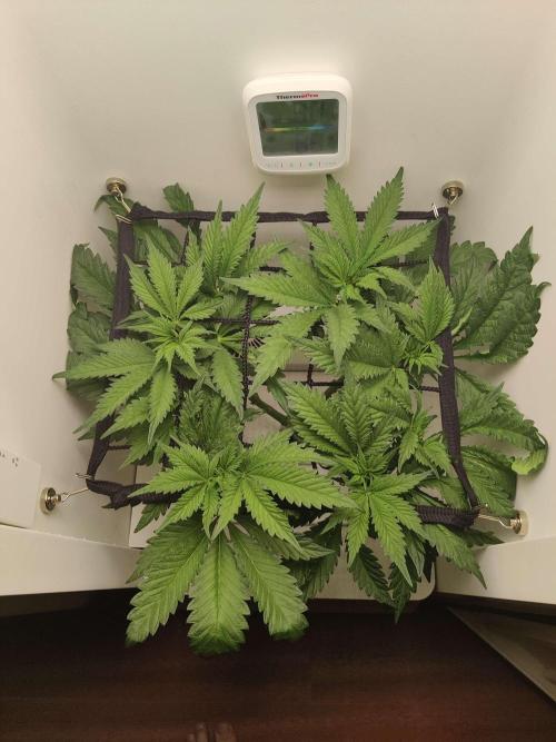 Helena. Week 7 - Day 7