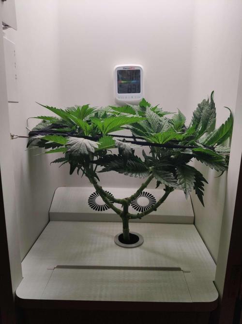 Helena. Week 7 - Day 7