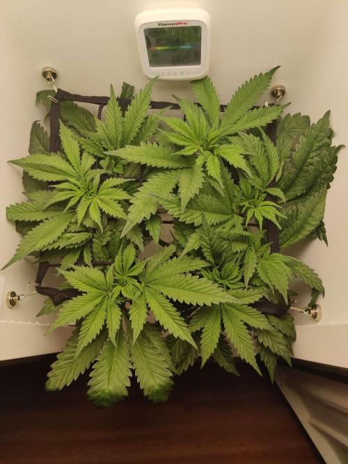 Helena. Week 8 - Day 1