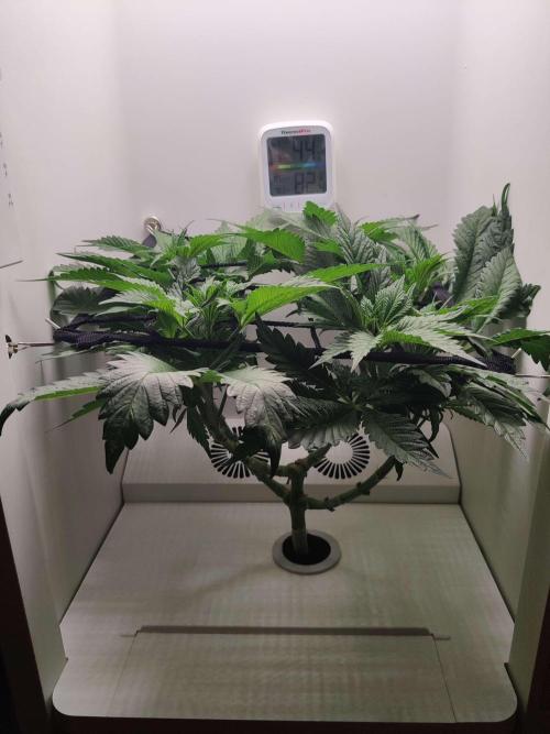Helena. Week 8 - Day 1