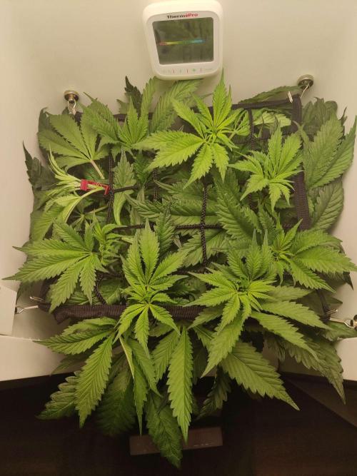 Helena. Week 8 - Day 2