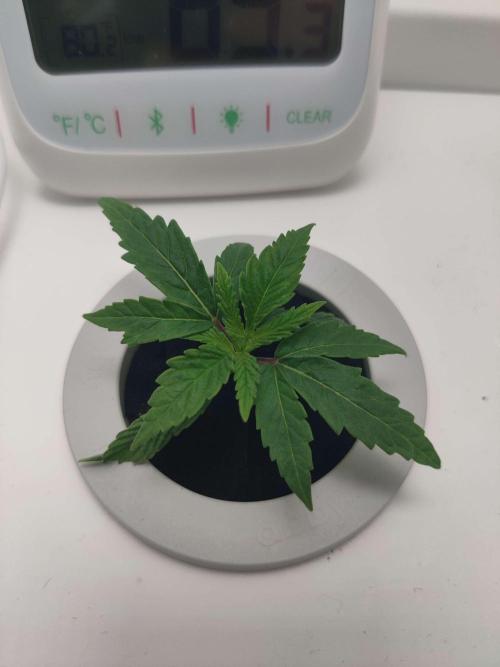 Olivia. Week 1 - Day 5