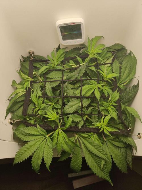 Helena. Week 8 - Day 3