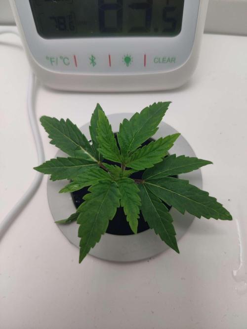 Olivia. Week 1 - Day 6