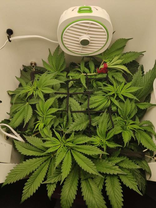 Helena. Week 8 - Day 4