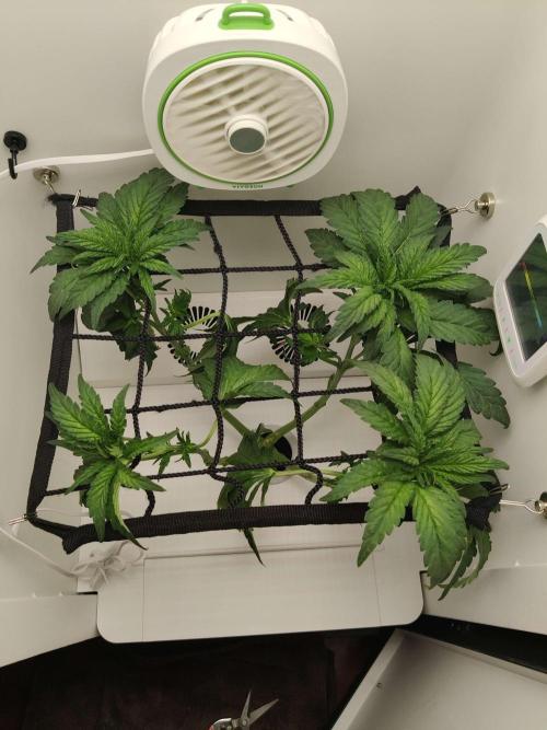 Misty. Week 6 - Day 1 Chop