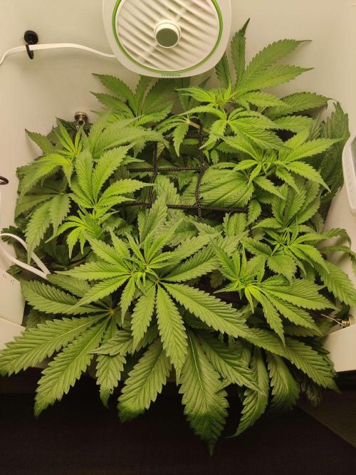 Helena. Week 8 - Day 5
