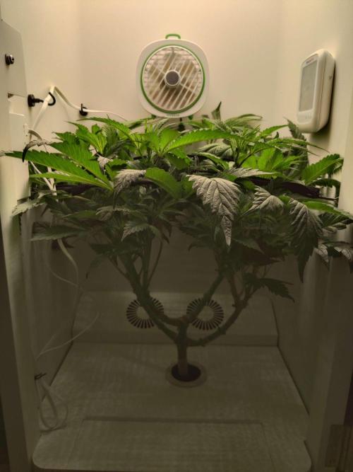 Helena. Week 8 - Day 5