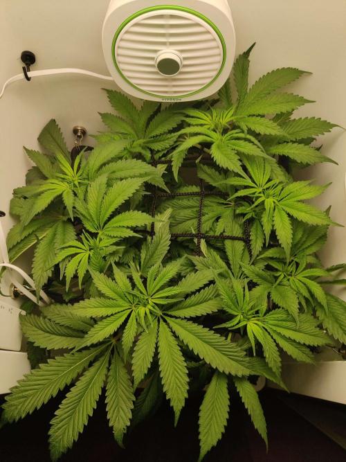 Helena. Week 8 - Day 5 Chop