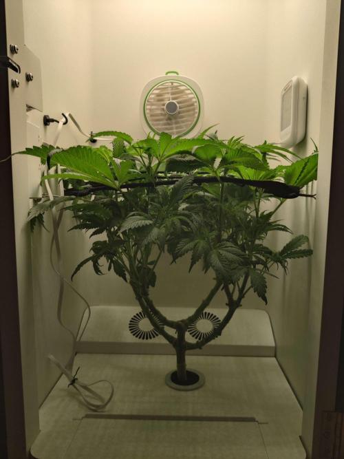 Helena. Week 8 - Day 5 Chop